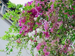 -深圳国际园林花卉博览园