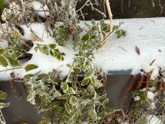 -庐山风景区花径公园