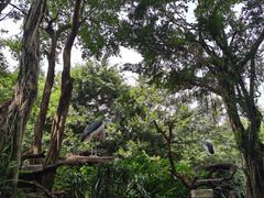 -广州长隆飞鸟乐园