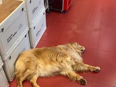 -和它·交个朋友·狗咖猫咖(爱琴海店)