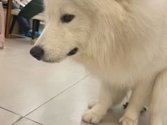 -安格丽娜·狗咖·猫咖羊驼咖(春熙路百盛商场店)