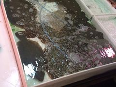 鱼-大连熟食品交易中心