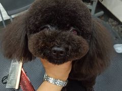 -八公叔叔宠物美容连锁(春申店)