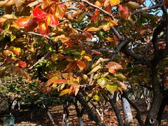 景点-白塘生态植物园