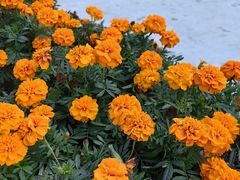 -朝阳公园游乐园