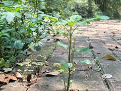 -南宁良凤江国家森林公园