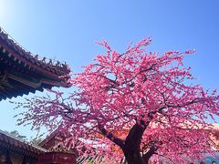 -珠海圆明新园