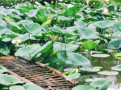 -中国科学院西双版纳热带植物园