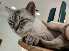 -共舞时光猫咖·狗咖(新街口店)