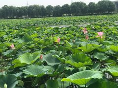 -荷塘月色湿地公园·向阳花洲