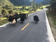 -尼玛藏家风味园(阿山食城店)