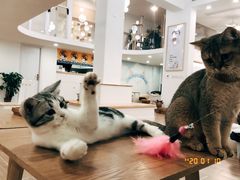 -李小姐の猫咖啡馆(五角场店)