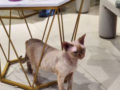 -藏猫猫咖啡主题馆(中央大道店)