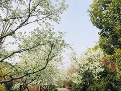 -金鸡湖桃花岛