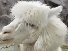 -上海大自然野生昆虫馆(东方明珠·爬宠昆虫探索中心)