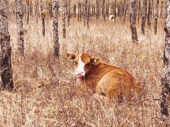 -塞罕坝国家级自然保护区