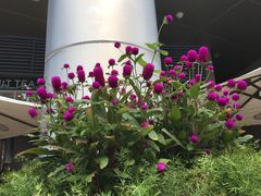 -百味馆·粤菜·湛江菜(后海花园店)