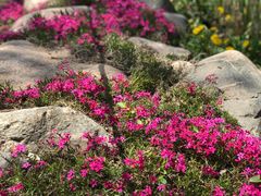 -莱阳濯村樱花园