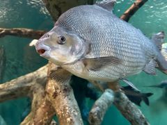 -上海海洋水族馆