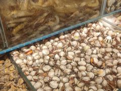 -港畔赶海蒸汽海鲜烧烤自助(仙螺岛店)