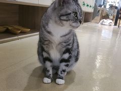 -藏猫猫咖啡主题馆(中央大道店)