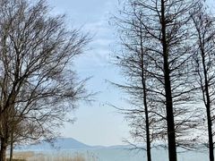 -西京湾花海