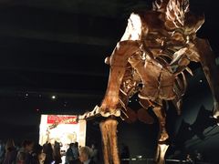 -美国自然历史博物馆