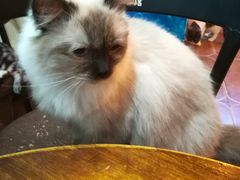 -李小姐の猫咖啡馆(五角场店)