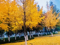 -西北湖绿化广场