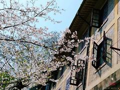 -武汉大学-樱园