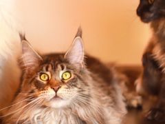 -芭比堂宠物医院·全科爱猫医院·仁德分院