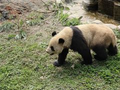 -中国大熊猫保护研究中心雅安碧峰峡基地