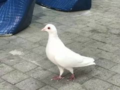 -世园罗曼小镇