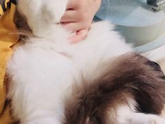 -momokira米努特·德文卷毛猫·棉花面纱犬