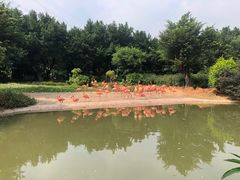 -广州长隆飞鸟乐园
