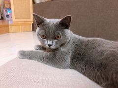 -猫和宫(六道口店)