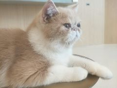 -飞行喵MR PILOT|猫舍·猫咖(静安大融城店)