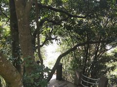 -梧桐山风景名胜区