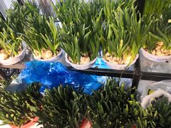 -双季花艺园艺市场(浦东店)