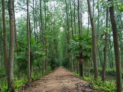 -合肥滨湖国家森林公园