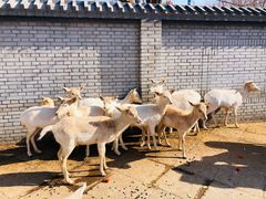 -北京野生动物园