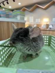 -Moni星球萌宠·小马宝莉·灵蛇·高端高阶全萌宠互动体验俱乐部(红豆国际广场店)