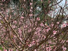 -南汇桃花村