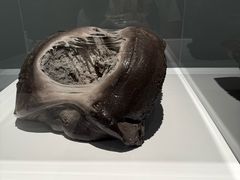 -金泽21世纪美术馆