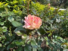 -人民公园(罗湖区)