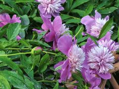 -莲池书院博物馆