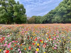 -上海共青森林公园