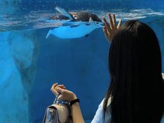 -海合安成都极地海洋公园