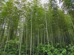 -冶父山国家森林公园