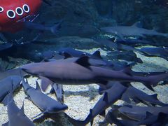 -烟台海昌鲸鲨海洋公园